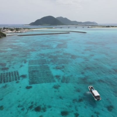 塩蔵もずく 5.0kg【配送不可地域：離島】