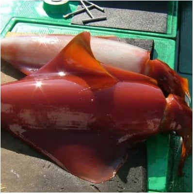 もちっと食感 セーイカ 2kg(4～6柵)【配送不可地域：離島】