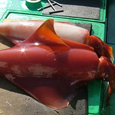 もちっと食感 セーイカ 3kg(6～9柵)【配送不可地域：離島】