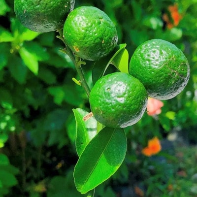 青シークワーサー 伊平屋村産 2kg