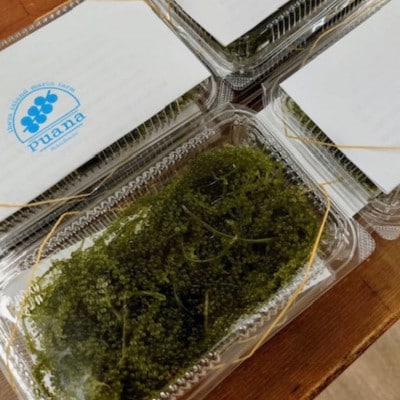 ぷちぷち濃厚 伊平屋の「生」海ぶどう 100g×3パック