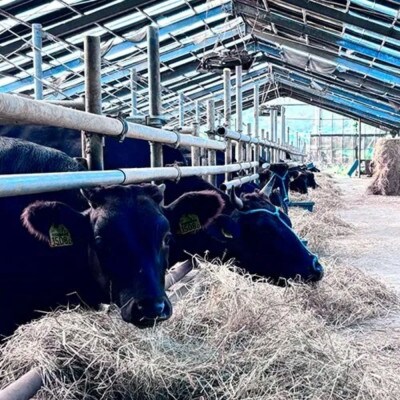 てるしの牛カレー ゴロっとお肉とデミグラソース入り 子どもにも美味しい欧州カレー