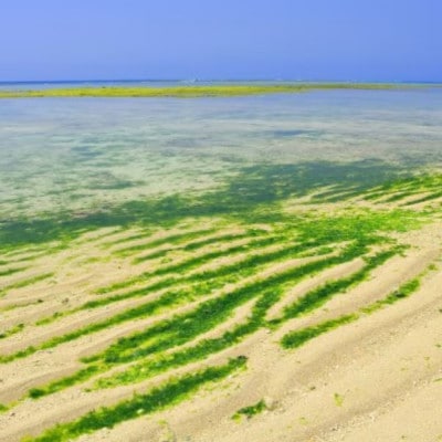 伊平屋村産 乾燥あおさ 18g×5袋