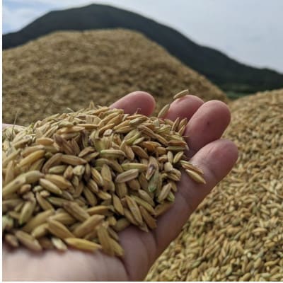 てるしの島 25度 1本(720ml) ＆ 泡盛 照島 30度 1本(720ml)