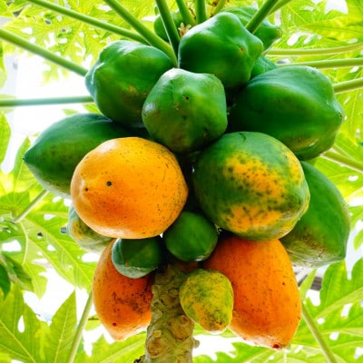 【2025年10月から順次発送】伊平屋産のフルーツパパイヤ 2kg【配送不可地域：離島】