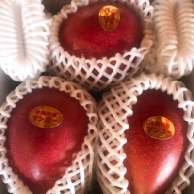 【2026年7月頃発送】離島の恵み　完熟マンゴー1.5kg【配送不可地域：離島】