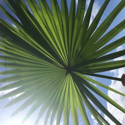 自生植物の手ぬぐい(ブルー)と【キャンバストートバッグ】ネイビー