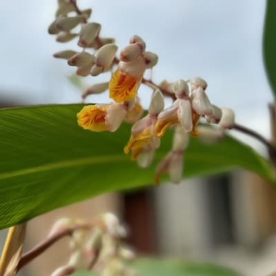 月桃ピアス　rope(GOLD)