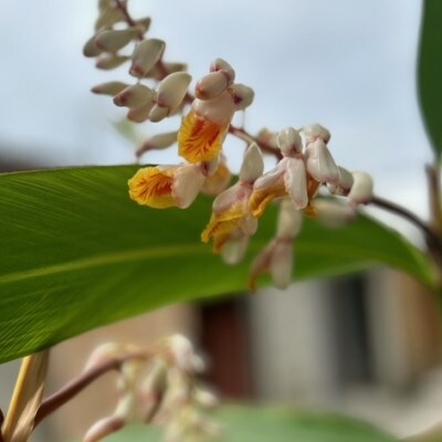 月桃ピアス　rope(SILVER)