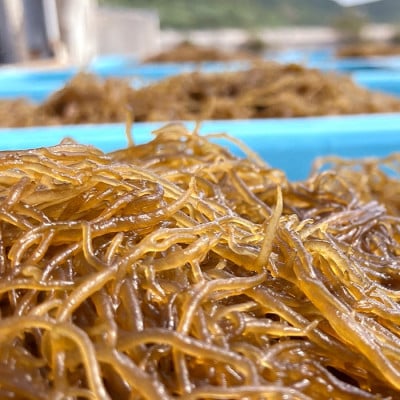 伊平屋島で獲れた海産物セット 梅プラン(4～6品)【配送不可地域：離島】