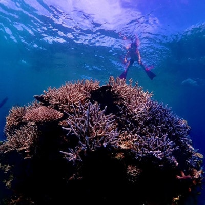 手ぶらでスノーケリング(1名様2時間コース)