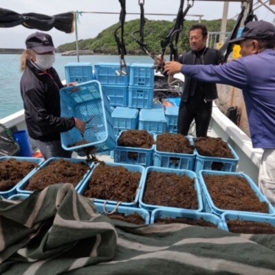 塩蔵もずく 3.0kg【配送不可地域：離島】