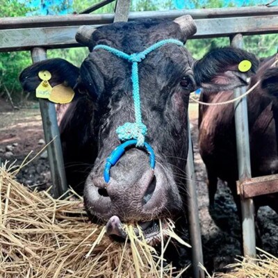 てるしの牛カレー ゴロっとお肉とデミグラソース入り 子どもにも美味しい欧州カレー