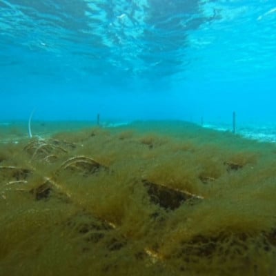 保存に便利 乾燥太もずく 10g×5袋