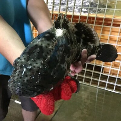 海人珍味 ミーバイ生ハム 50g×3パック【配送不可地域：離島】