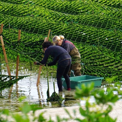 【水洗い済・小分けパック】だから便利★　冷凍 生アーサ　★60g × 5パック【配送不可地域：離島】