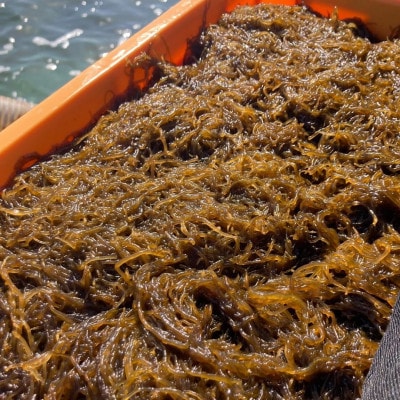 【海産物きむらや】沖縄県伊平屋島産の味付もずく24パック(1ヶ:60g×3パック)×8ヶ【配送不可地域：離島】