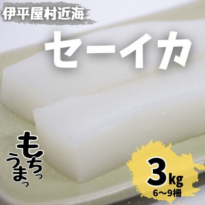 もちっと食感 セーイカ 3kg(6～9柵)【配送不可地域：離島】