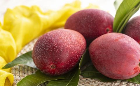 【先行受付】【2026年発送】JAおきなわの産直アップルマンゴー 約800g　2~4玉入り【ご家庭用・白箱】- 先行予約 沖縄 産地直送 南国フルーツ 旬の味覚 家庭用 オススメ 沖縄県 八重瀬町