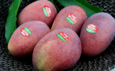 【先行受付】【2026年発送】しらかわファームのアップルマンゴー 秀 約2kg - 先行予約 沖縄 産地直送 南国フルーツ 旬の味覚 旬のフルーツ 贈り物 ギフト 沖縄県 八重瀬町