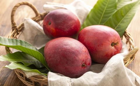 【化粧箱入】【先行受付・2026年発送】渡口ファームの こだわりマンゴー 約2kg - 先行予約 沖縄県産 産地直送 南国フルーツ 旬の味覚 季節の果物 贈り物 ギフト 沖縄県 八重瀬町