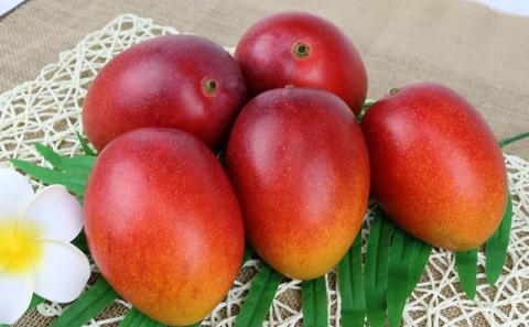 【先行受付】【2026年発送】渡口ファームの家庭用マンゴー約2kg - 先行予約 沖縄県産 産地直送 南国フルーツ 旬の味覚 季節の果物 ご自宅用 沖縄マンゴー 沖縄県 八重瀬町