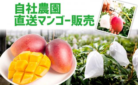 【化粧箱入】【先行受付・2026年発送】ヤマト農園 アップルマンゴー約1kg（秀品）- 先行予約 沖縄県産 産地直送 南国フルーツ 旬の味覚 季節の果物 贈り物 ギフト 沖縄県 八重瀬町