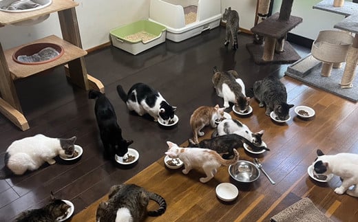 【南の島の動物愛護活動】保護猫活動等をサポート（3千円）- ねこ ネコ 地域猫 保護活動 支援 応援 さくらねこ 動物愛護 保護 里親 寄附のみ 沖縄県 八重瀬町 寄附金額　\3,000