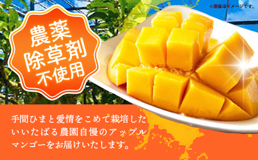 【先行受付】【2026年発送】いいたばる農園の家庭用アップルマンゴー約2kg - ご家庭用 先行予約 沖縄県産 産地直送 農薬不使用 除草剤不使用 南国フルーツ 旬の味覚 マンゴー オススメ 沖縄県 八重瀬町