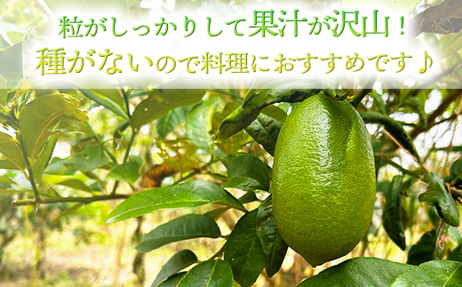 【種なし】あかみね熱帯フルーツの美らレモン 約1kg - 国産 希少種 果汁 たっぷり 使いやすい 檸檬 れもん Lemon おすすめ 沖縄県 八重瀬町