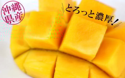 【贈答用】【先行受付・2026発送】ママチチマンゴーファームの贈答用アップルマンゴー約1kg - 先行予約 沖縄県産 産地直送 南国フルーツ 旬の味覚 旬のフルーツ 贈り物 ギフト 沖縄県 八重瀬町