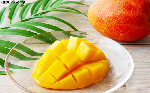 【先行受付】【2026年発送】MKファームの訳ありアップルマンゴー約1kg【訳あり】- 訳アリ 先行予約 家庭用 ご自宅用 沖縄県産 産地直送 南国フルーツ 旬の味覚 アップルマンゴー オススメ 沖縄県 八重瀬町