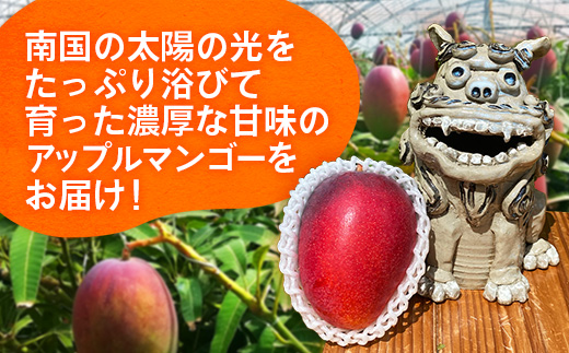 【先行受付】【2026年発送】大城マンゴー農園 マンゴー 家庭用 約1.5kg - 先行予約 アップルマンゴー 沖縄 産地直送 南国フルーツ 旬の味覚 ご自宅用 オススメ 沖縄県 八重瀬町
