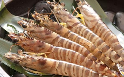 【訳アリ】活き〆急速冷凍車エビ（生食可・約400g）- 海老 車えび 車海老 冷凍 生エビ 国産 養殖 えび天 エビフライ 塩焼き 人気 沖縄県 八重瀬町 約400g（16〜25尾前後）¥10,000