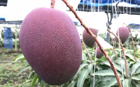 【先行受付】【2026年発送】JAおきなわの産直アップルマンゴー 約800g　2~4玉入り【ご家庭用・白箱】- 先行予約 沖縄 産地直送 南国フルーツ 旬の味覚 家庭用 オススメ 沖縄県 八重瀬町