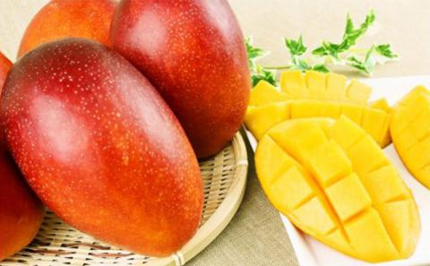 【化粧箱入】【先行受付・2026年発送】神谷ファームのマンゴー（極）約1.5Kg - 先行予約 沖縄県産 産地直送 南国フルーツ 旬の味覚 季節の果物 贈り物 ギフト 沖縄県 八重瀬町