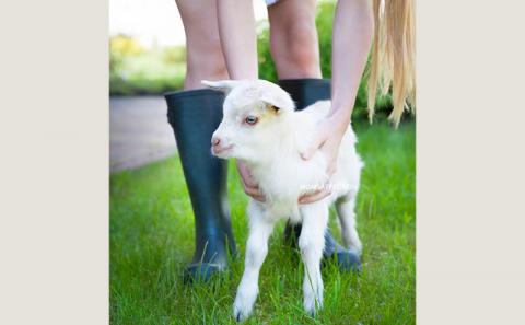 ヤギミルク洗顔石鹸 ライト２個セット - 石けん 固形 せっけん 2個セット 無添加 さっぱり 酵素洗顔 無添加石鹸 やぎ ミルク 手作り ハンドメイド 人気 おすすめ 沖縄県 八重瀬町 ライト２個セット