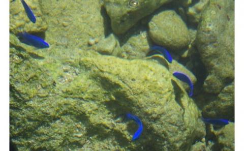 「自然体験学校」八重瀬町玻名城の郷ビーチでシーカヤック体験（ペアチケット）- シーカヤック 体験 カヤック ペア チケット 穴場ビーチ おすすめ 思い出 記念 沖縄県 八重瀬町