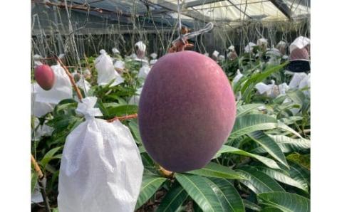 【先行受付】【2026年発送】宇地原農園の沖縄県産 家庭用マンゴー約2kg - 先行予約 沖縄県産 産地直送 南国フルーツ 旬の味覚 季節の果物 ご自宅用 アップルマンゴー 沖縄県 八重瀬町