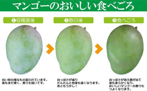 【先行受付】【2026年発送】屋宜原農園が丹精込めた「キーツマンゴー」約1kg - 先行予約 沖縄 産地直送 南国フルーツ 旬の味覚 沖縄県産 国産マンゴー 希少種 オススメ 沖縄県 八重瀬町