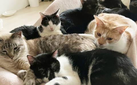 【南の島の動物愛護活動】保護猫活動等をサポート（5千円）- ねこ ネコ 地域猫 保護活動 支援 応援 さくらねこ 動物愛護 保護 里親 寄附のみ 沖縄県 八重瀬町