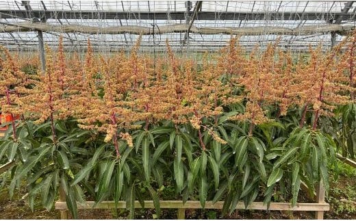 【先行受付】【2026年発送】南国フーズのアップルマンゴー 訳アリ約1.5kg - 先行予約 沖縄県産 産地直送 南国フルーツ 旬の味覚 ご家庭用 ご自宅用 沖縄マンゴー 沖縄県 八重瀬町