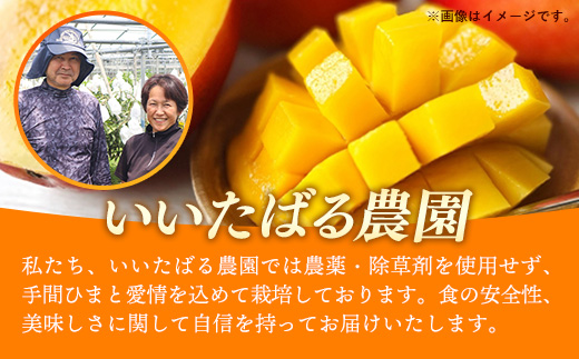 【先行受付】【2026年発送】いいたばる農園の家庭用アップルマンゴー約1.5kg - ご家庭用 先行予約 沖縄県産 産地直送 農薬不使用 除草剤不使用 南国フルーツ 旬の味覚 マンゴー オススメ 沖縄県 八重瀬町