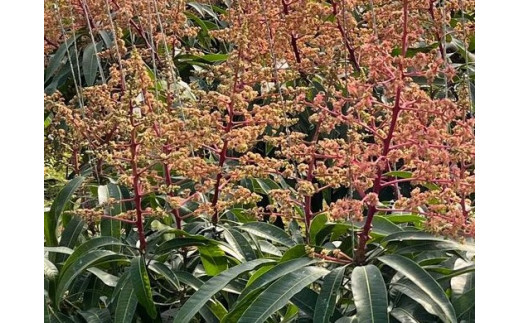 【贈答用】【先行受付・2026発送】ママチチマンゴーファームの贈答用アップルマンゴー約1kg - 先行予約 沖縄県産 産地直送 南国フルーツ 旬の味覚 旬のフルーツ 贈り物 ギフト 沖縄県 八重瀬町