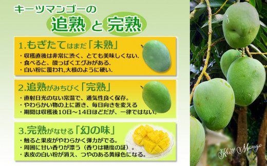 【先行受付】【2026年発送】ヤマト農園 キーツマンゴー約1kg - 産地直送 沖縄産 国産 果物 フルーツ 南国フルーツ 旬の味覚 追熟 先行予約 幻の味 人気 おすすめ 送料無料 沖縄県 八重瀬町
