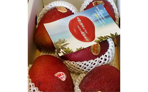 【先行受付】【2026年発送】伊集農園 沖縄県産マンゴー ご家庭用 約2kg - 先行予約 沖縄 産地直送 南国フルーツ 旬の味覚 家庭用 2キロ オススメ 沖縄県 八重瀬町