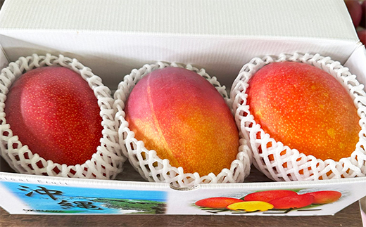 【先行受付】【2026年発送】伊集農園 沖縄県産マンゴー ご家庭用 約1kg - 先行予約 沖縄 産地直送 南国フルーツ 旬の味覚 家庭用 1キロ オススメ 沖縄県 八重瀬町