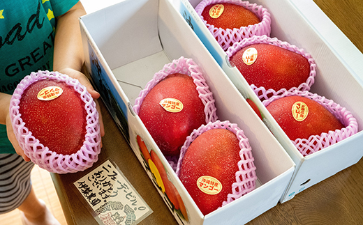 【化粧箱入】【先行受付・2026年発送】伊集農園 沖縄県産マンゴー（贈答用）約1kg - 先行予約 沖縄 産地直送 南国フルーツ 旬の味覚 旬のフルーツ 沖縄県 八重瀬町