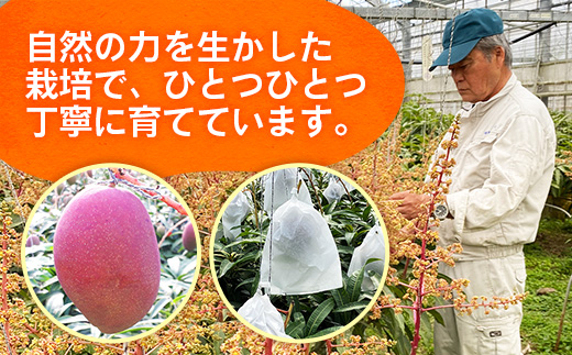 【先行受付】【2026年発送】大城マンゴー農園 マンゴー 家庭用 約1.5kg - 先行予約 アップルマンゴー 沖縄 産地直送 南国フルーツ 旬の味覚 ご自宅用 オススメ 沖縄県 八重瀬町