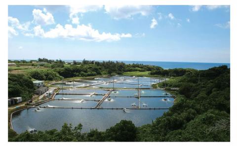 【訳アリ】活き〆急速冷凍車エビ（生食可・約800g）- 海老 車えび 車海老 冷凍 生エビ 国産 養殖 えび天 エビフライ 塩焼き 人気 沖縄県 八重瀬町 約800g（20～40尾前後）¥20,000